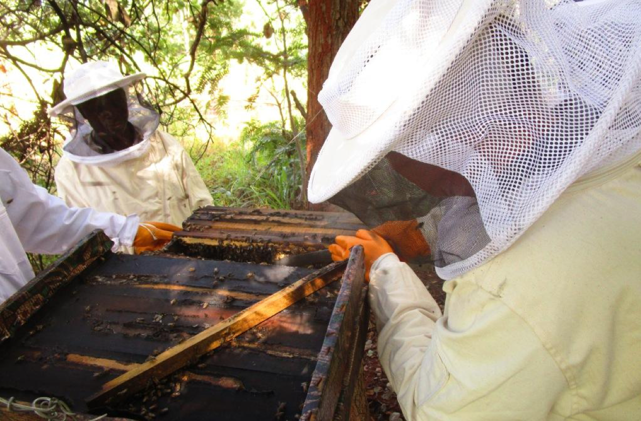 Jacana’s Beekeeping Program, Chipata, Zambia